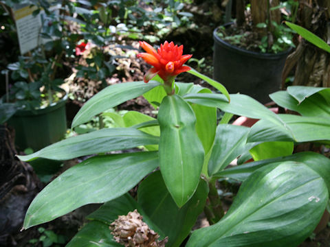 Costus pulverulentus