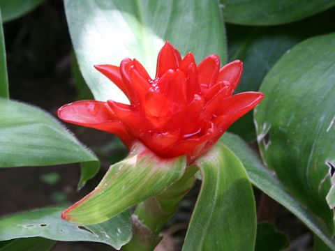 Costus pulverulentus