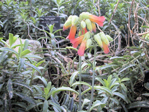 Cotyledon orbiculata var. higginsiae