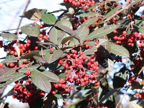 Cotoneaster sp.