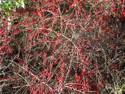 Cotoneaster sp.