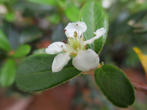 Cotoneaster sp.