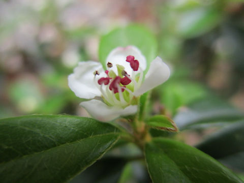 Cotoneaster sp.