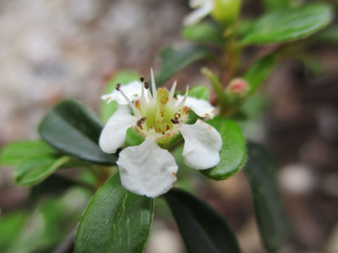 Cotoneaster sp.