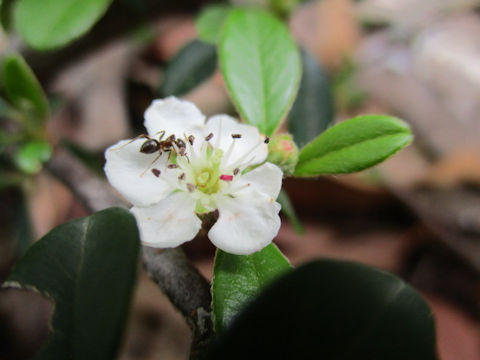 Cotoneaster sp.