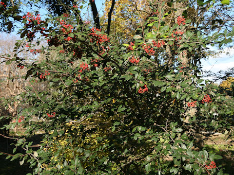 Cotoneaster sp.