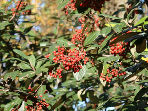 Cotoneaster sp.