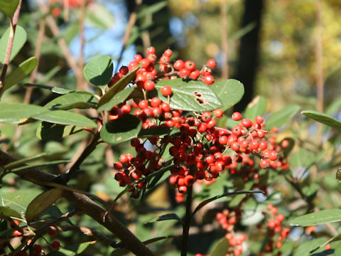 Cotoneaster sp.