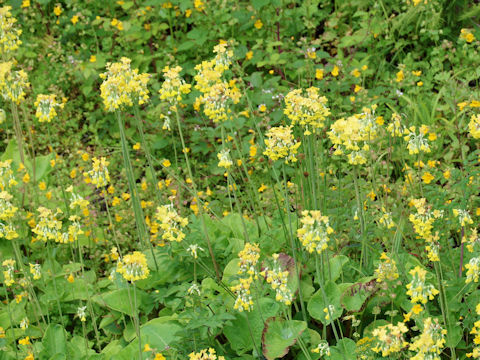 Primula veris