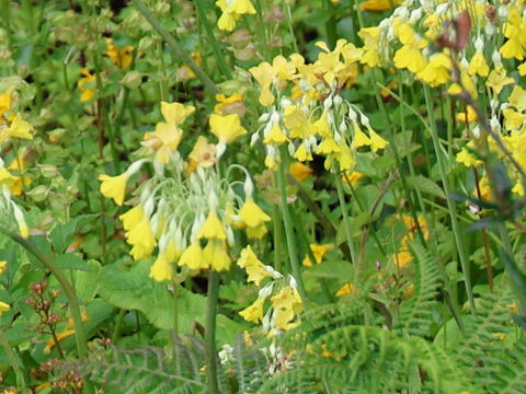 Primula veris