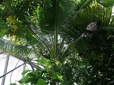 Cocos nucifera