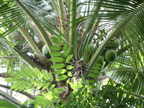 Cocos nucifera