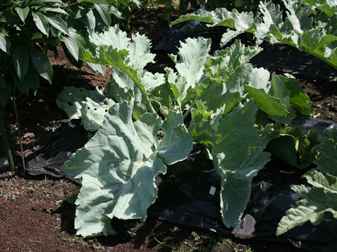 Crambe maritima