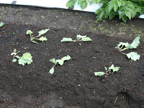 Crambe maritima