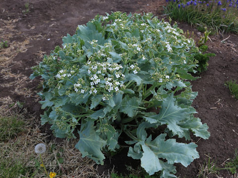 Crambe maritima