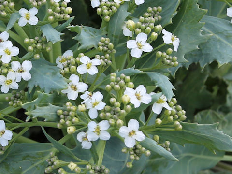 Crambe maritima