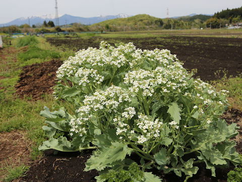 Crambe maritima