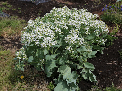 Crambe maritima