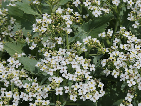 Crambe maritima