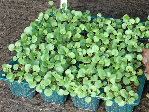 Nasturtium officinale