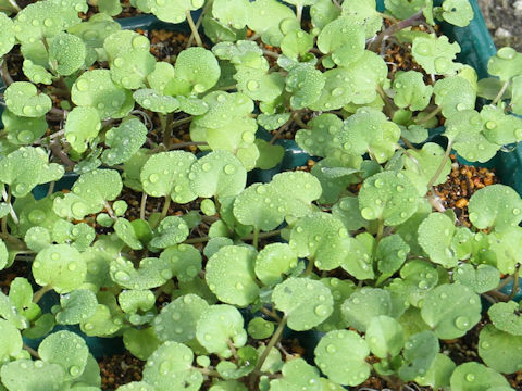 Nasturtium officinale