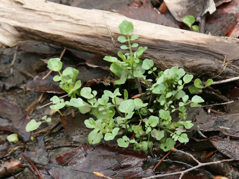 Nasturtium officinale