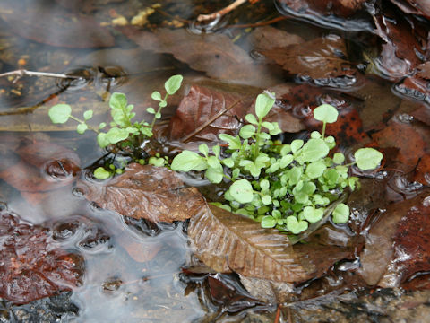 Nasturtium officinale