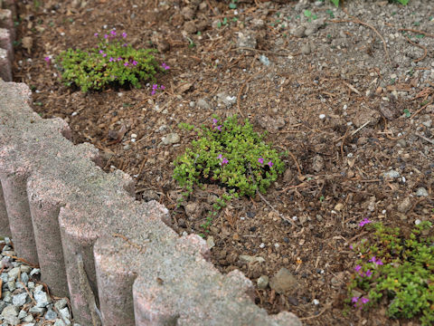 Thymus serpyllum