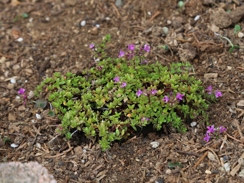 Thymus serpyllum