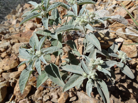 Croton pottsii