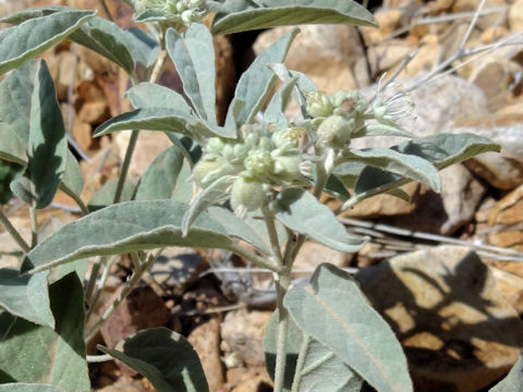 Croton pottsii