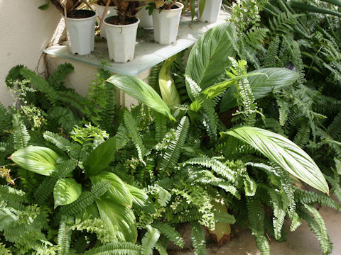 Ctenanthe lubbersiana