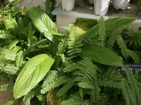 Ctenanthe lubbersiana