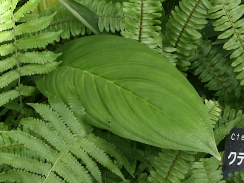 Ctenanthe lubbersiana