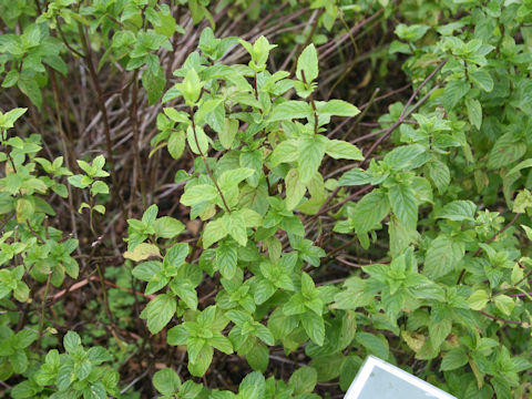 Mentha x villosa