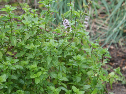 Mentha x villosa