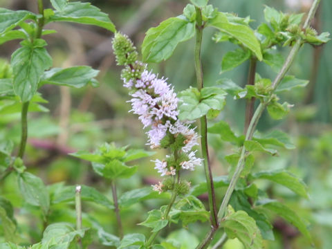 Mentha x villosa
