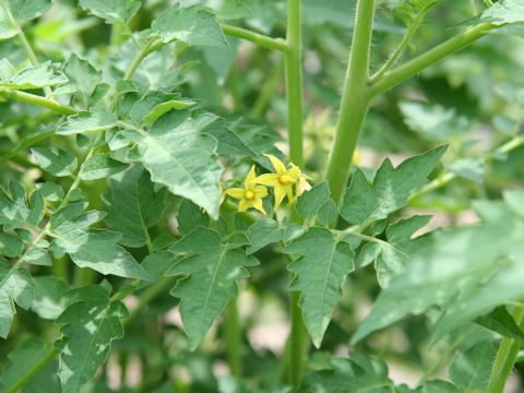 Lycopersicon pimpinellifolium