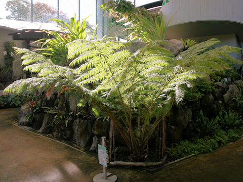 Cyathea cooperi