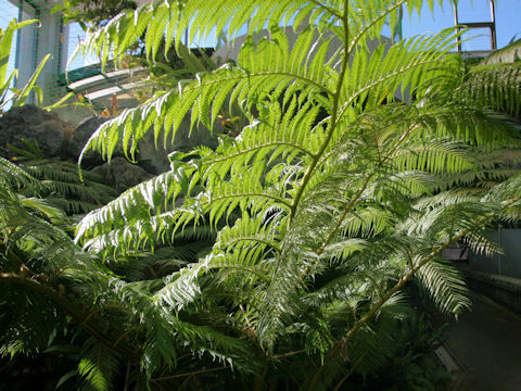 Cyathea cooperi