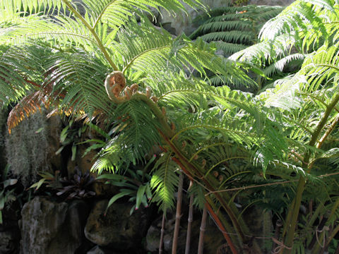 Cyathea cooperi