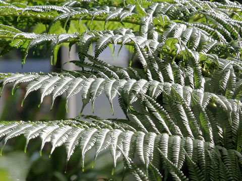 Cyathea cooperi