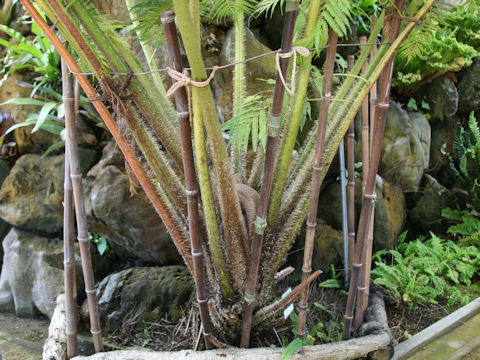 Cyathea cooperi