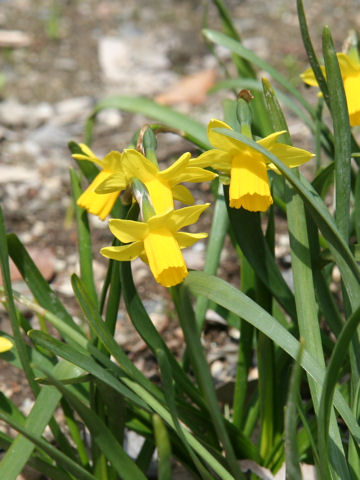 Narcissus cyclamineus cv. Tete-a-tete
