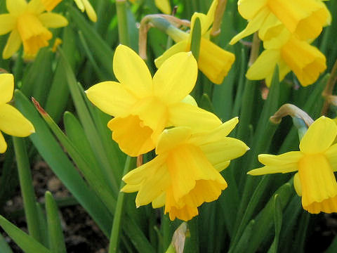 Narcissus cyclamineus cv.