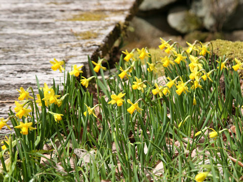 Narcissus cyclamineus cv.
