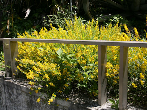 Cytisus nigricans