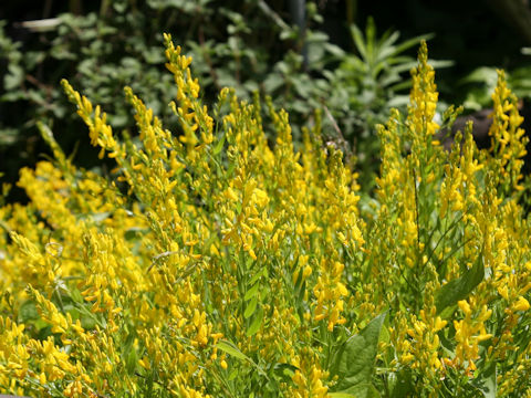 Cytisus nigricans