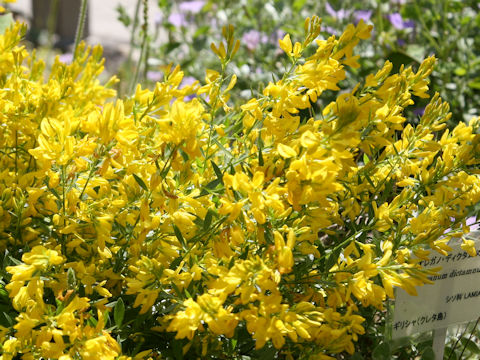 Cytisus nigricans