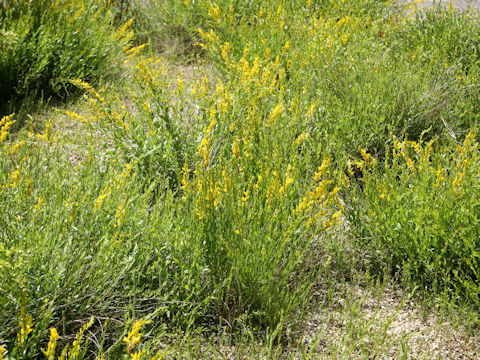 Cytisus nigricans